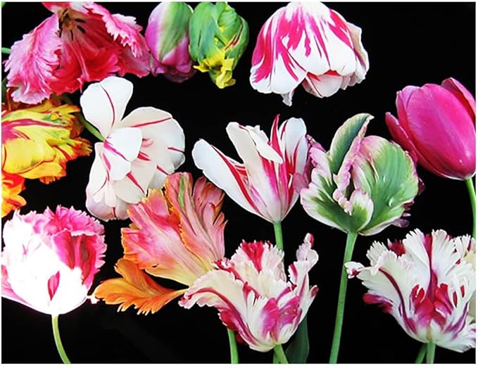 Black Parrot Tulip – 5 Bulbs – Dramatic Dark Purple-Black Blooms – Unique Fringed Petals – Large Flowering Perennial Tulips for Spring Gardens – Easy to Grow & Hardy