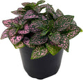 BubbleBlooms Pink Hypoestes Phyllostachya in a 4 inch Pot Polka Dot Flamingo Plant