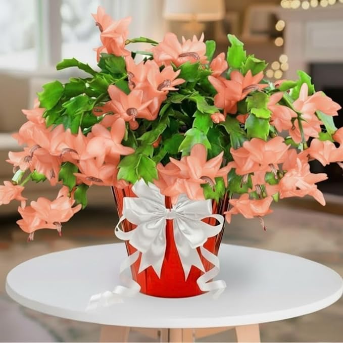 2 Salmon Christmas Cactus Plants Live, True Thanksgiving Cactus Live Size 6-9" Inches Tall, Ready to Blooms, Holiday Houseplant, Cold Hardy, Bloom in Winter
