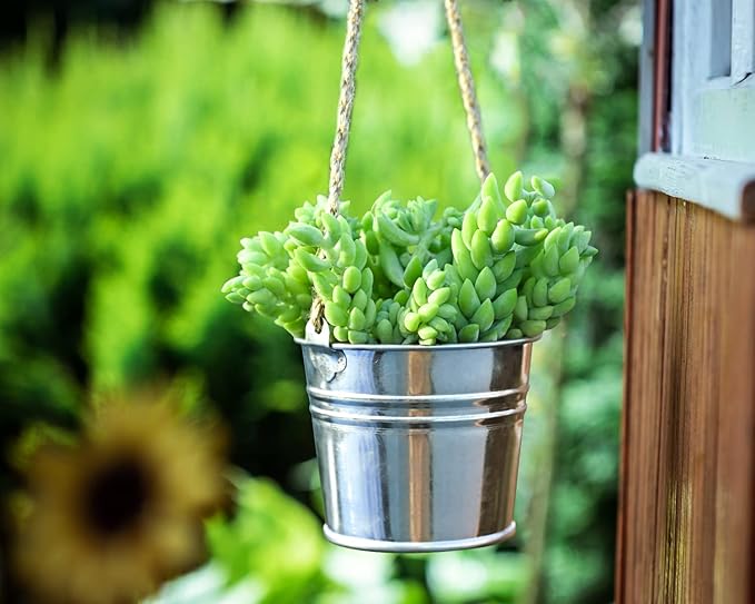 4" Donkey's Tail, Live Sedum Morganianum-Burro's Tail Succulent Fully Rooted in Pots with Soil Mix, Rare House Plant for Home Office Wedding Indoor Outdoor Decoration, DIY Projects, Party Favor