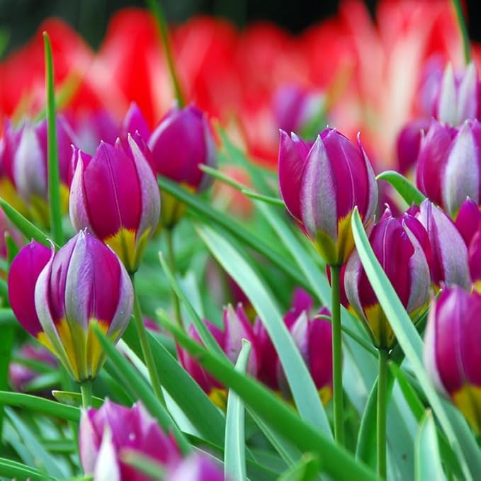 Persian Pearl Botanical Tulips Flower Bulbs - 25 Bulbs per Pack - Deer Resistant - Grows Well in Containers - Naturalizing - Perennializing