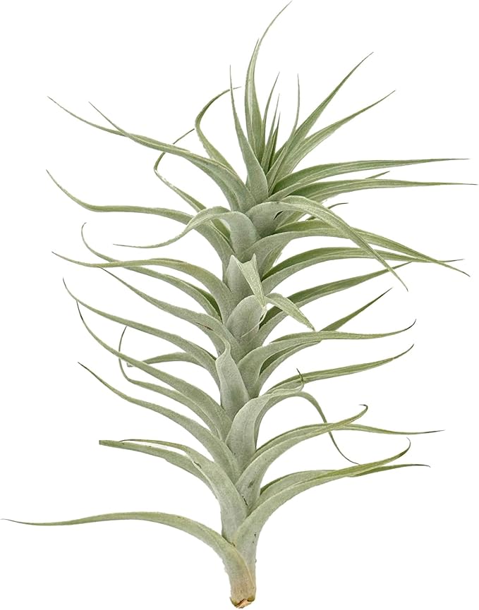 Live Air Plants - Tillandsia Albida 7-12" - 5ct – ragnaroc Live Indoor Plant - Live Arrival Guaranteed - House Plants for Home Decor & Gift