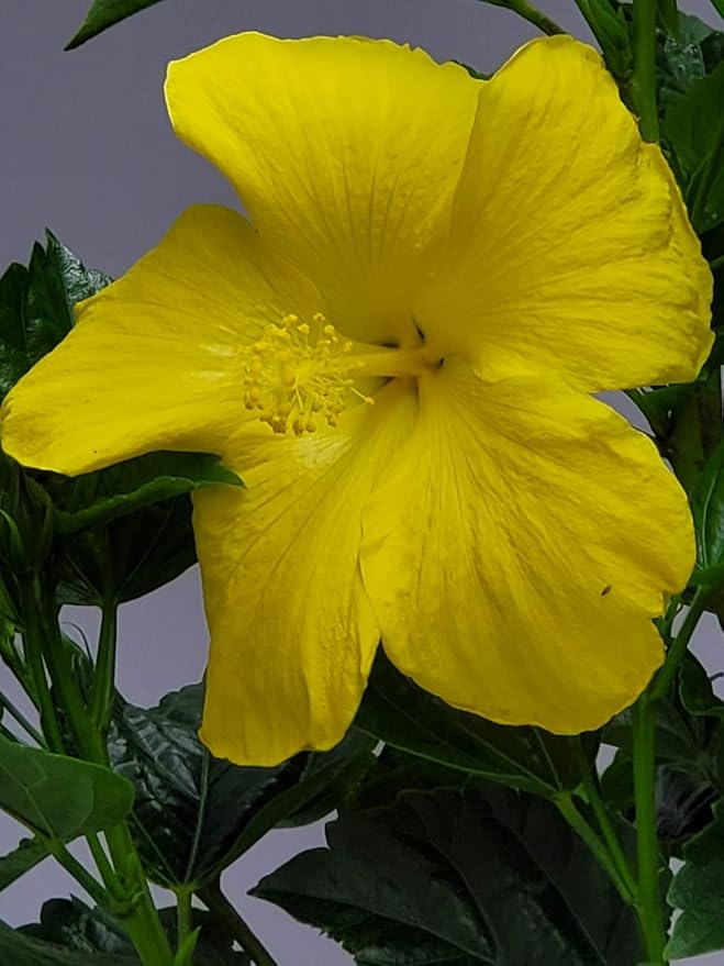 Hibiscus Tree - Yellow Ft. Myers - Overall Height 38" to 44" - Tropical Plants of Florida (Plant Only)…