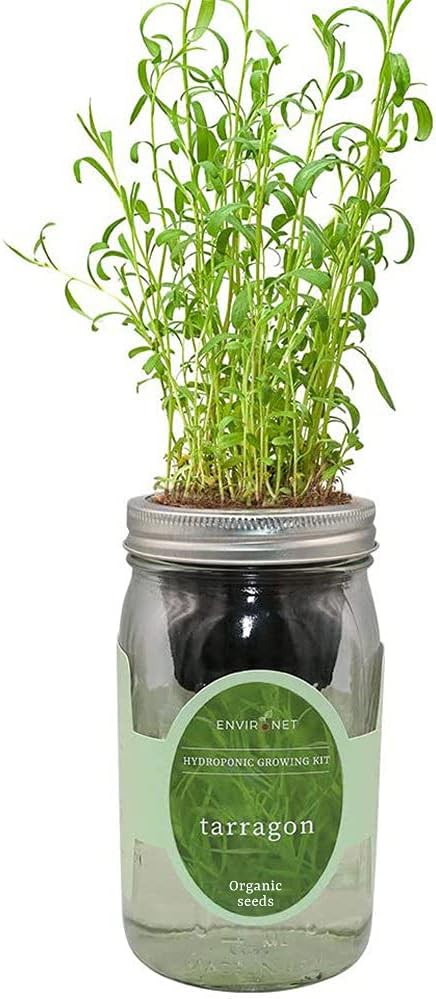 Hydroponic Herb Growing Kit, Self-Watering Mason Jar Herb Garden Starter Kit Indoor, Windowsill Herb Garden, Grow Your Own Herbs from Organic Seeds (Tarragon)
