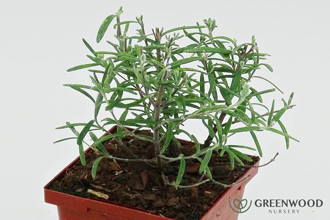 Greenwood Nursery: Live Perennial Plants - ARP Rosemary + Rosmarinus Officinalis - [Qty: 3X 3.5 Pots] - (Click for Other Available Plants/Quantities)