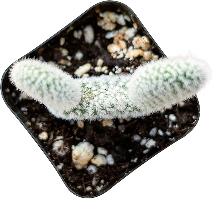 Sprout N Green Opuntia microdasys albata Bunny Ears, Live Cactus Plant Rooted in 2in Nursery Pot, Indoor Outdoor Office Home Garden Décor