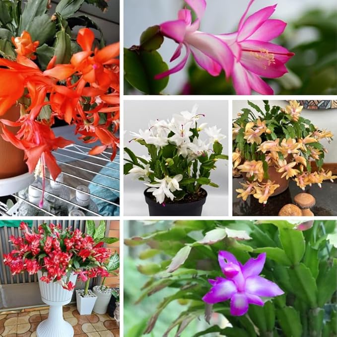 2 Random Starter Christmas Cactus Plants Live or False Thanksgiving Cactus Plants Like, Winter Blooming, Cold Hardy, 5-9" in Tall, No Pot, Single Color Bloom