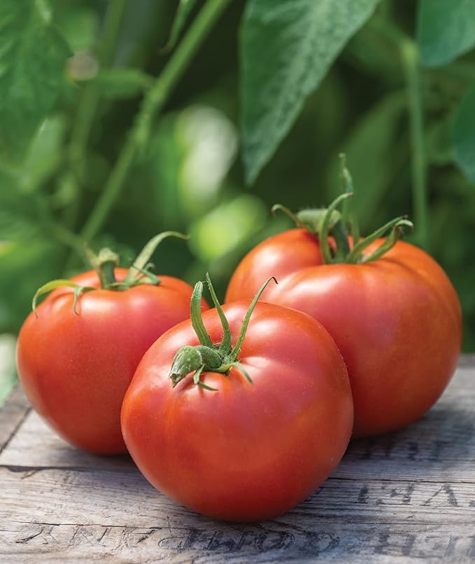 Burpee 'Big Boy' Hybrid Tomato Seeds, Large Slicing Tomato with Rich Flavor,50 Non-GMO Seeds