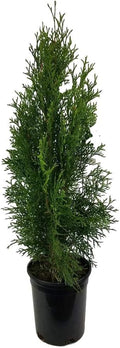 Emerald Green Arborvitae Tree ( Thuja ) - Live Plant - Trade Gallon Pot