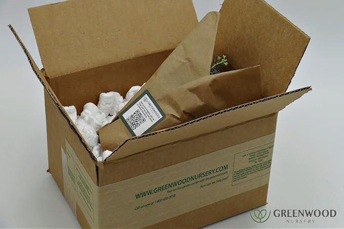 Greenwood Nursery: Live Perennial Plants - ARP Rosemary + Rosmarinus Officinalis - [Qty: 1x 3.5 Pot] - (Click for Other Available Plants/Quantities)