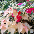 2 Bougainvillea Plants Live, Trailing Flowering Vines, 5-9” Tall, Well-Rooted Bougainvillea Trees for Outdoor Garden or Patio (Raspberry Ice Bougainvillea)