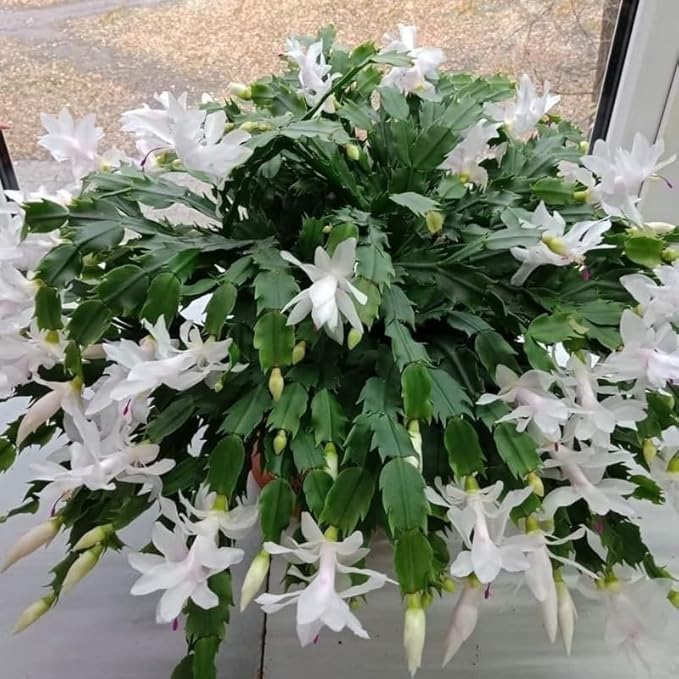 1 Thanksgiving Christmas Cactus Plants Live in 4" Pot, Houseplant Holiday Cactus, Vibrant Single Color Blooms Indoor Outdoor, Zygocactus Like, Winter Hardy (White)