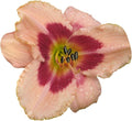 Easy to Grow Daylily Wineberry Candy 3 Plant Divisions - Hemerocallis Pink Flowers in Summer, Full Sun Outdoor Zones 3-9