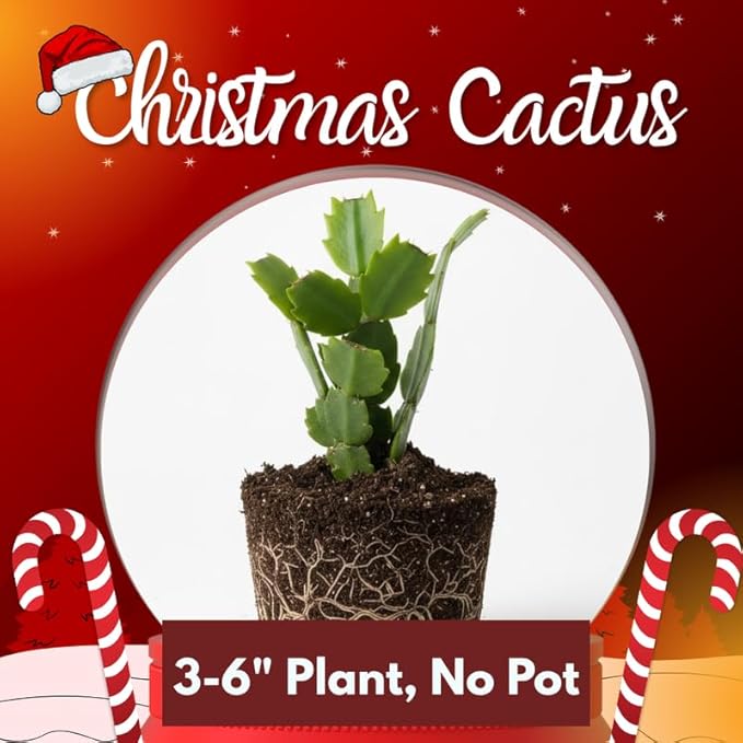 Red Christmas Cactus Plant, 3-6" Tall Colorful Holiday Cactus Houseplant Easy Care Tropical Flowering Succulent Live Plants, Well Rooted, No Pot