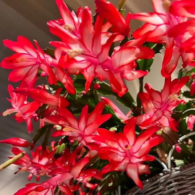 Set 2 Christmas Cactus Plants Live, Hanging Baskets Houseplants, Holiday Cactus Indoor Plants Live Well-Rooted 4-9" Tall, No Pot (Mixed)