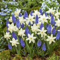 Eden Brothers Snow Baby Daffodil & Muscari Collection