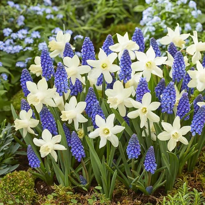 Eden Brothers Snow Baby Daffodil & Muscari Collection