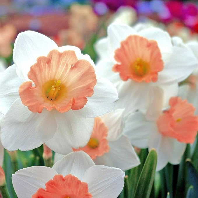 Pink & White Dutch Daffodil Flowers – 6 Bulbs + Bonus Hummingbird Feeder | Large Cupped Perennials - Spring Bloom | Hardy in Zones 3–8 | Butterfly & Bee Attracting-Deer Resistant