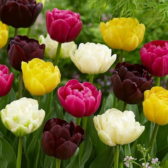 Double Tulip Mix – 10 Bulbs of Lush, Peony-Like Spring Blooms