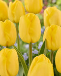 Big Smile Darwin Hybrid Tulip Bulbs for Planting - Stunning Yellow Blooms, Perennial, Top Size Bulbs (5 Bulbs)