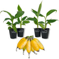 Truly Tiny Banana Tree - 4 Live Starter Plants - Musa - Edible Fruit Bearing Tree for The Patio and Garden
