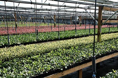 Burfordi Holly | 10 Live Plants | Ilex Cornuta | Fast Growing Evergreen Shrubs, Privacy Hedge Plants, Dark Green Foliage, Low Maintenance Landscaping, Ideal for Hedges and Borders