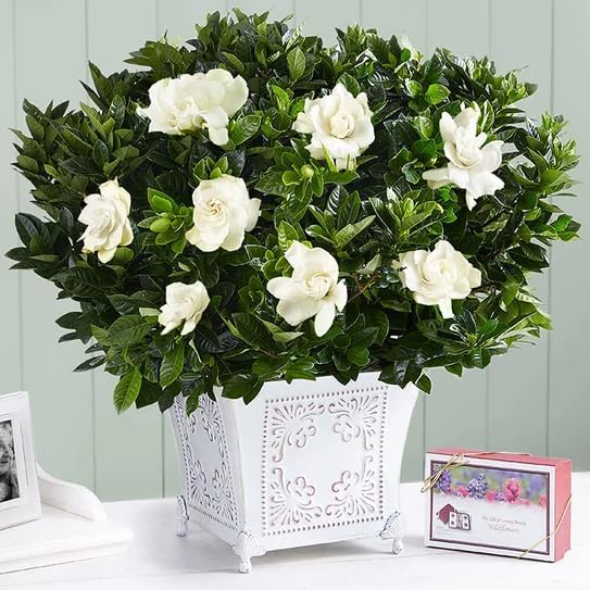 Gardenia Mystery - Gardenia Jasminoides. Hardy Evergreen Shrub with Large, Sweetly Fragrant White Flowers, Ideal for Landscaping and Container Gardening (2 Gardenia Mystery Plants in Cup)