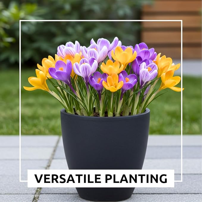 100 Bulbs - Mixed Crocus Bulbs for Planting - Purple, White & Yellow Perennial Flowers for Fall Planting, Early Spring Blooms, Pollinator-Friendly, Non-GMO Garden Bulbs