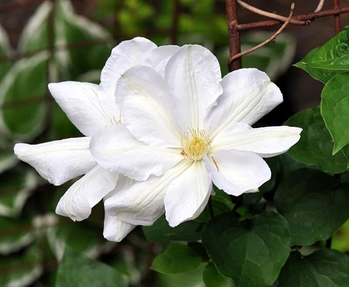 Candida Clematis Vine - Live Plant in a 4 Inch Growers Pot - Clematis 'Candida' - Starter Plants Ready for The Garden - Bold and Beautiful Purple Flowering Vine