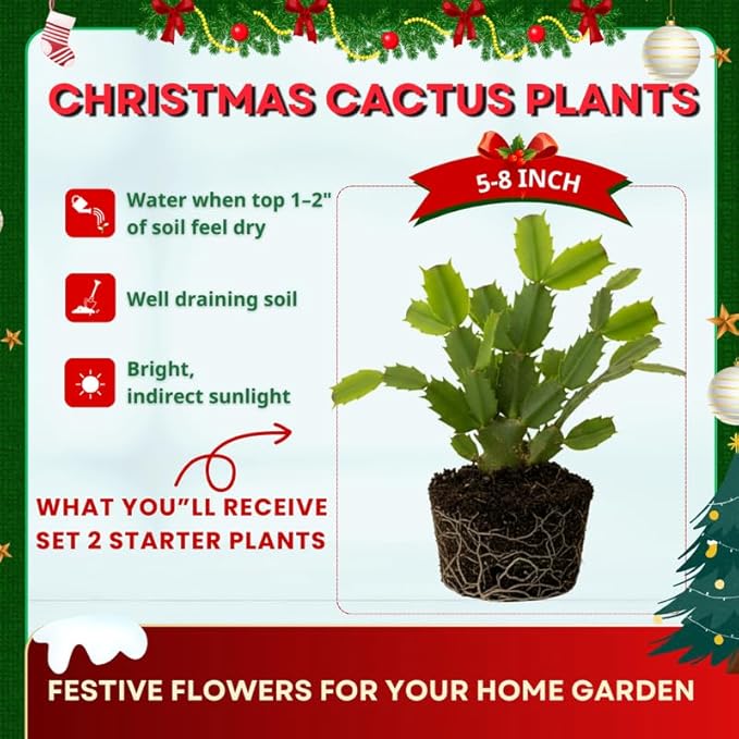 2 Mix Christmas Cactus Plants Live, 4 to 7 Inch Tall Colorful Christmas Cactus, Holiday Flower Houseplant, Indoor Outdoors Easy Care Plants for Home Garden