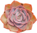 Live Succulents Echeveria 'Dusty Rose' (4-inch), Succulent Plants Fully Rooted in Pots with Soil, Easy-Care House Plant for DIY, Home Office Decor, Wedding Party Favor