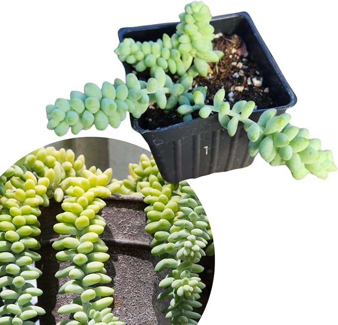 Smoke Camp Crafts Burro's Tail Succulent Plant, Sedum Morganianum, 2.5-inch Pot, Organic House Plant