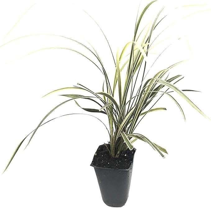 Aztec Grass - 40 Live Plants - Variegated Liriope - Ophiopogon Intermedius Argenteomarginatus