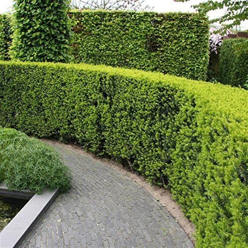 Podocarpus Japanese Yew | 2 Extra Large 3 Gallon Plants | Podocarpus Macrophyllus | Evergreen Shrub, Low Maintenance, Drought Tolerant, Privacy Screen Landscaping, Fast Growing, Ornamental Foliage