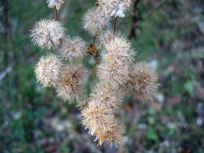 Ironweed Plant - Unique Purple Blooms - Vernonia gigantea - Seedlings to Plant in Your Own Garden (2 Seedlings)