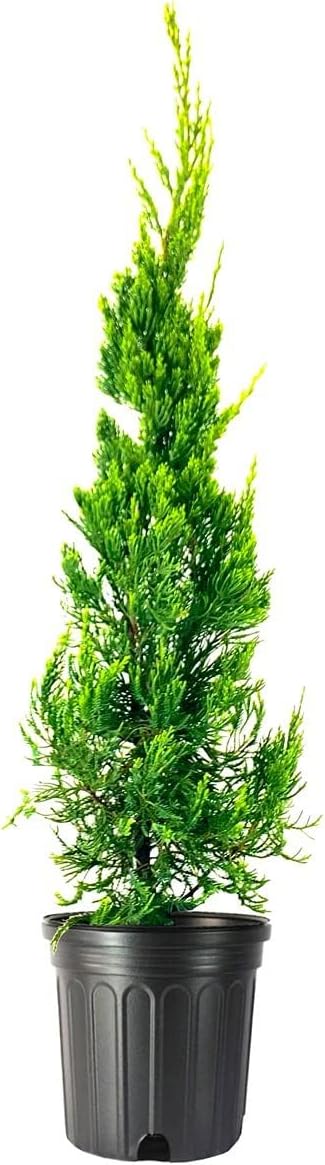 Hollywood Juniper | Juniperus Chinensis Torulosa | 1 Live Gallon Size Tree | Drought Tolerant Cold Hardy Evergreen Plant