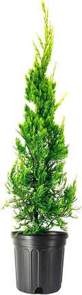Hollywood Juniper | Juniperus Chinensis Torulosa | 1 Live Gallon Size Tree | Drought Tolerant Cold Hardy Evergreen Plant
