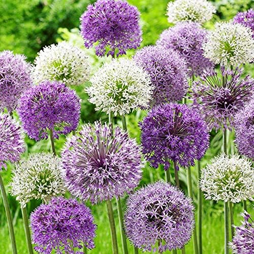 Allium Cepa Blend Purple - 30 Bulb Pack - 4 to 6 Inch Diameter Flower | Allium Bulb Grows to 28-32" Tall | Allium Bulbs, Easy to Grow | Ornamental Onion