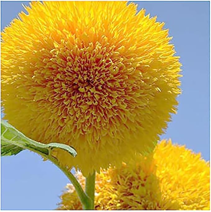 Teddy Bear - Fluffy, Dwarf Sunflower Seeds - 30 Seeds - Up to 40" Tall