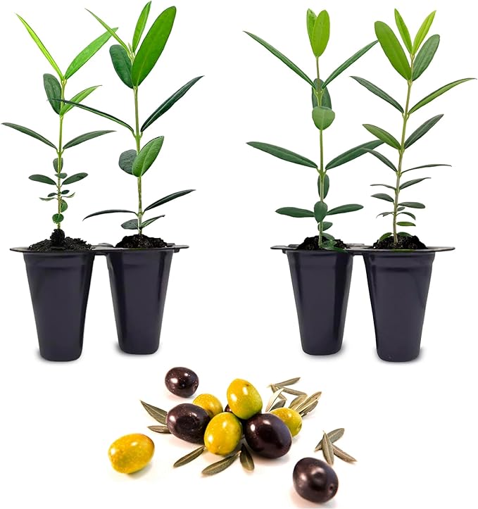 Olive Tree Mission (4 Pack) Real Olea Europaea | Easy to Grow Plants | Great Gift for Celebrations | Grow Your own Food on Your Edible Organic Garden| Edible Fruit Plant Live for Planting|