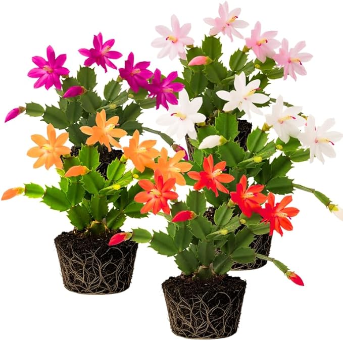 2 Mix Christmas Cactus Plants Live, 4 to 7 Inch Tall Colorful Christmas Cactus, Holiday Flower Houseplant, Indoor Outdoors Easy Care Plants for Home Garden
