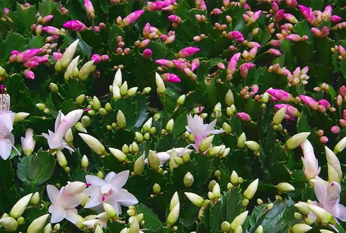 American Plant Exchange Live Christmas Cactus – 4-Inch Pot Cover – Easy Care Flowering Succulent with Festive Blooms for Holiday Home Décor, Kitchens, Offices, Patios & Indoor Displays
