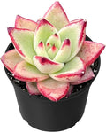 Sprout N Green Echeveria Red Knight | Red Ebony, Mini Live Succulent Fully Rooted in 2 inch Starter Pot, House Plant for Indoor Outdoor Home Office Wedding Decoration Party Favor