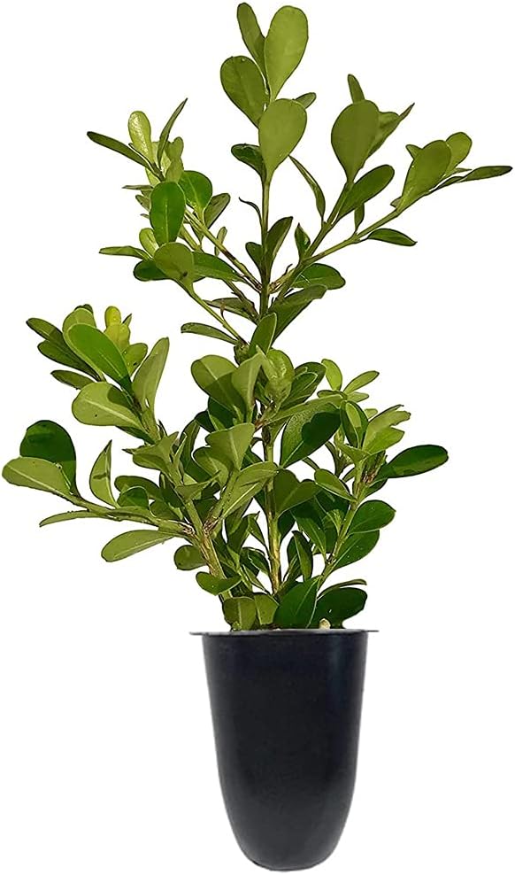 Japanese Boxwood | 30 Live Plants | Buxus Microphylla | Evergreen Shrub, Low Maintenance, Ideal for Hedges, Dense Foliage, Perfect for Borders, Hardy Versatile Landscaping