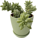 Donkey's Tail with Green Stripe Pot, Live Sedum Morganianum-Burro's Tail Succulent with Soil Mix, Rare House Plant for Home Office Wedding Indoor Outdoor Decoration, DIY Projects, Party Favor