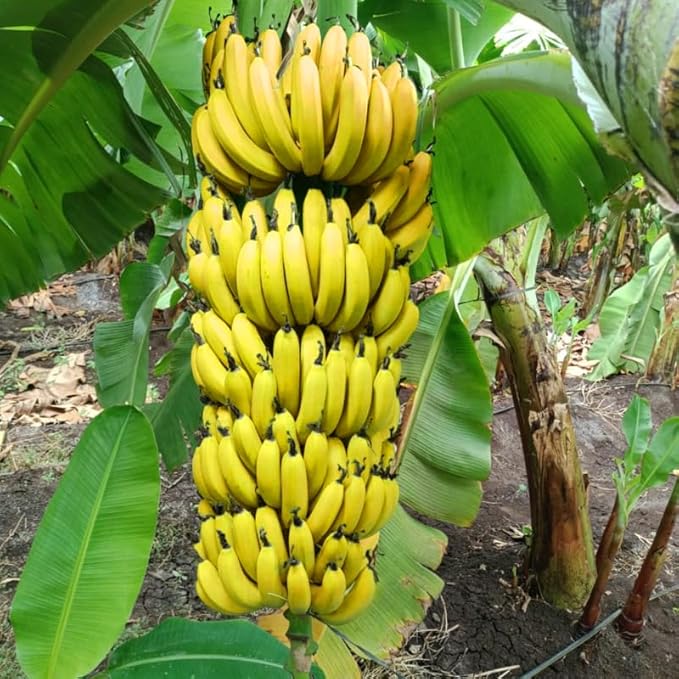 Dwarf Cavendish Banana Plant Live for Planting, Banana Trees Live Plants for Outdoor Indoor Planting, Cold Hardy, 4-7" in Tall, No Pot, Musa Plant