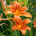 3 Wild Orange Daylily Bulbs for Planting, Reblooming Daylilies Roots, Hardy Perennial Flowers Bulbs, Gardens and Borders Planting