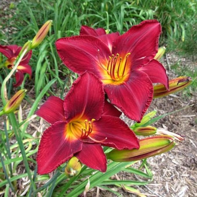 3 Red Daylily Bulbs for Planting, Reblooming Daylilies Roots, Hardy Perennial Flowers Bulbs, Gardens and Borders Planting