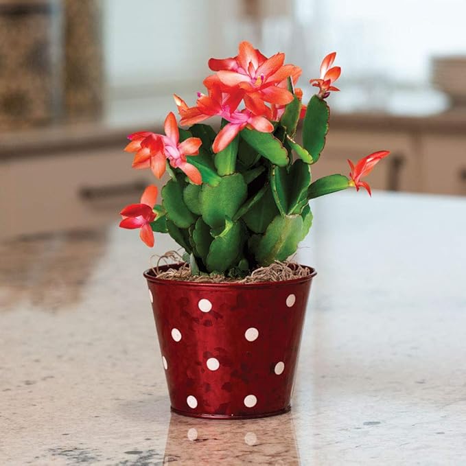 Christmas Cactus - 3 Live Plants in 4 Inch Pots - Schlumbergera Bridgesii - Beautiful Indoor Tropical Succulent