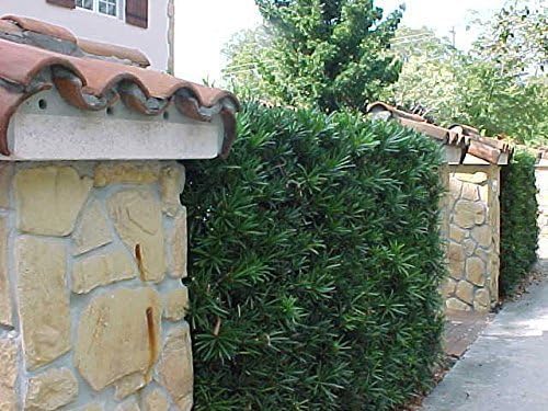 Podocarpus Japanese Yew | 2 Extra Large 3 Gallon Plants | Podocarpus Macrophyllus | Evergreen Shrub, Low Maintenance, Drought Tolerant, Privacy Screen Landscaping, Fast Growing, Ornamental Foliage